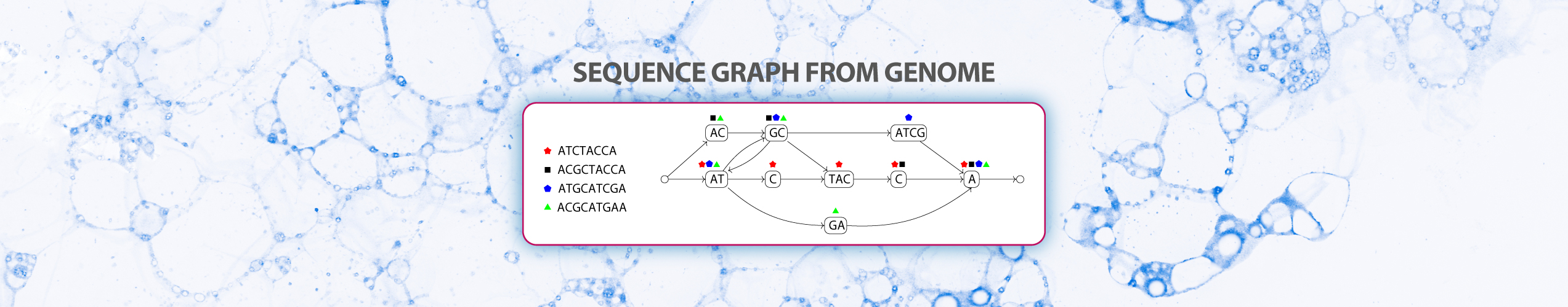 sequence graph from genome